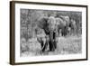 Elefamily-Bertram Schemel-Framed Photographic Print