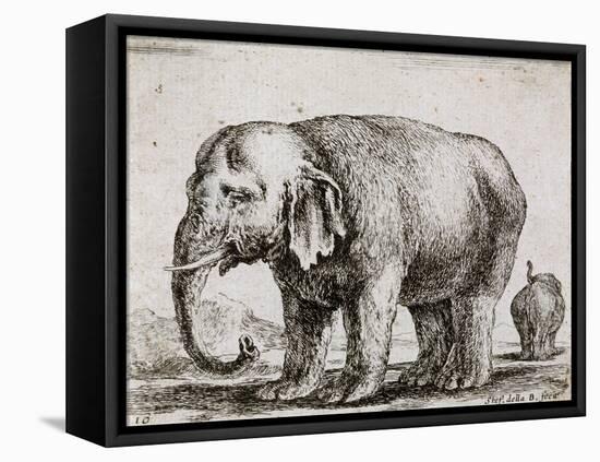 Elefant. 1641-Stefano Della Bella-Framed Stretched Canvas