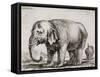 Elefant. 1641-Stefano Della Bella-Framed Stretched Canvas