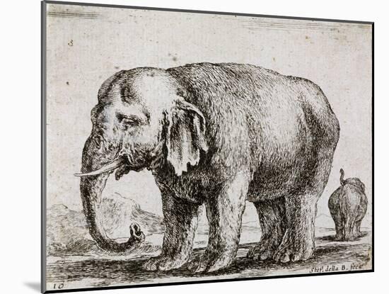 Elefant. 1641-Stefano Della Bella-Mounted Giclee Print