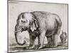 Elefant. 1641-Stefano Della Bella-Mounted Giclee Print