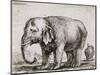 Elefant. 1641-Stefano Della Bella-Mounted Giclee Print