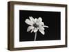 Elegance Floral I-Dianne Poinski-Framed Photographic Print