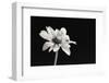 Elegance Floral I-Dianne Poinski-Framed Photographic Print