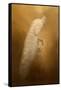 Elegance in Gold-Jai Johnson-Framed Stretched Canvas