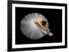 Elegance-Pauline Pentony Ba-Framed Giclee Print