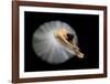 Elegance-Pauline Pentony Ba-Framed Giclee Print