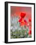 Elegance-Marco Carmassi-Framed Photographic Print