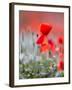 Elegance-Marco Carmassi-Framed Photographic Print