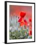 Elegance-Marco Carmassi-Framed Photographic Print