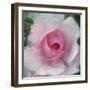 Elegant Bloom I-Malcolm Sanders-Framed Giclee Print