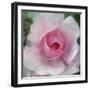 Elegant Bloom I-Malcolm Sanders-Framed Giclee Print