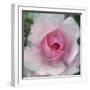 Elegant Bloom I-Malcolm Sanders-Framed Giclee Print