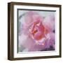 Elegant Bloom II-Malcolm Sanders-Framed Art Print