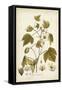 Elegant Botanical I-J.j. Plenck-Framed Stretched Canvas