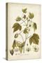 Elegant Botanical I-J.j. Plenck-Stretched Canvas