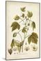 Elegant Botanical I-J.j. Plenck-Mounted Art Print