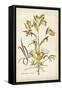 Elegant Botanical II-J.j. Plenck-Framed Stretched Canvas