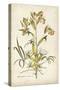 Elegant Botanical II-J.j. Plenck-Stretched Canvas
