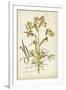 Elegant Botanical II-J.j. Plenck-Framed Art Print