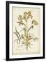 Elegant Botanical II-J.j. Plenck-Framed Art Print