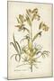 Elegant Botanical II-J.j. Plenck-Mounted Art Print