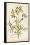 Elegant Botanical II-J.j. Plenck-Framed Stretched Canvas