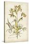 Elegant Botanical II-J.j. Plenck-Stretched Canvas