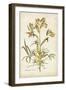 Elegant Botanical II-J.j. Plenck-Framed Art Print