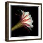 Elegant Cactus Flower Against a Dramatic Black Background-Christian Slanec-Framed Photographic Print