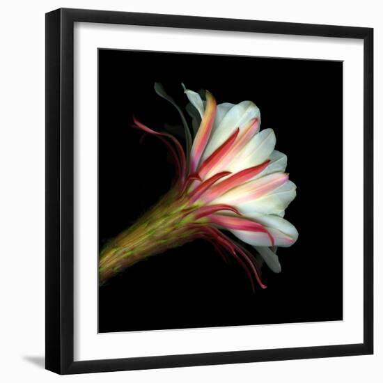 Elegant Cactus Flower Against a Dramatic Black Background-Christian Slanec-Framed Photographic Print