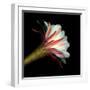 Elegant Cactus Flower Against a Dramatic Black Background-Christian Slanec-Framed Photographic Print