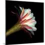 Elegant Cactus Flower Against a Dramatic Black Background-Christian Slanec-Mounted Photographic Print