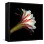 Elegant Cactus Flower Against a Dramatic Black Background-Christian Slanec-Framed Stretched Canvas