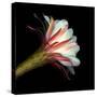 Elegant Cactus Flower Against a Dramatic Black Background-Christian Slanec-Stretched Canvas