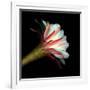 Elegant Cactus Flower Against a Dramatic Black Background-Christian Slanec-Framed Photographic Print