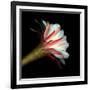 Elegant Cactus Flower Against a Dramatic Black Background-Christian Slanec-Framed Photographic Print