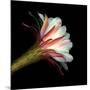 Elegant Cactus Flower Against a Dramatic Black Background-Christian Slanec-Mounted Photographic Print