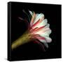 Elegant Cactus Flower Against a Dramatic Black Background-Christian Slanec-Framed Stretched Canvas