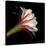 Elegant Cactus Flower Against a Dramatic Black Background-Christian Slanec-Stretched Canvas