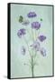 Elegant Cosmos Flowers-Lydia Jacobs-Framed Stretched Canvas