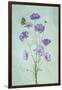 Elegant Cosmos Flowers-Lydia Jacobs-Framed Photographic Print