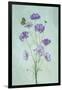 Elegant Cosmos Flowers-Lydia Jacobs-Framed Photographic Print