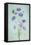 Elegant Cosmos Flowers-Lydia Jacobs-Framed Stretched Canvas