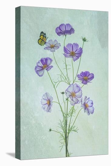 Elegant Cosmos Flowers-Lydia Jacobs-Stretched Canvas