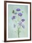 Elegant Cosmos Flowers-Lydia Jacobs-Framed Photographic Print