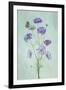 Elegant Cosmos Flowers-Lydia Jacobs-Framed Photographic Print