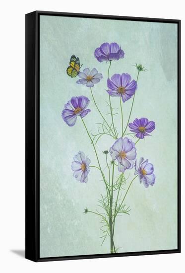 Elegant Cosmos Flowers-Lydia Jacobs-Framed Stretched Canvas