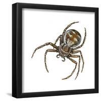 Elegant Crab Spider (Xysticus Elegans), Arachnids-Encyclopaedia Britannica-Framed Poster
