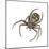 Elegant Crab Spider (Xysticus Elegans), Arachnids-Encyclopaedia Britannica-Mounted Poster